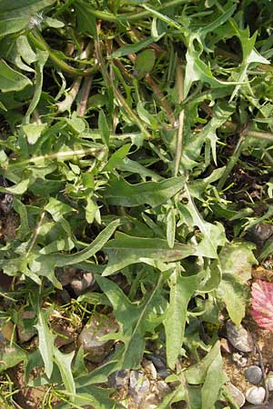 Cichorium intybus \ Gemeine Wegwarte, Zichorie, D Heidelberg 21.7.2012