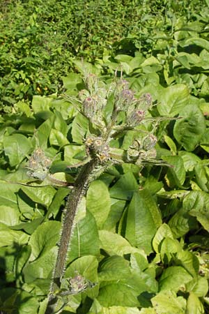 Cicerbita macrophylla \ Groblttriger Milchlattich, D Eppingen-Richen 22.6.2013