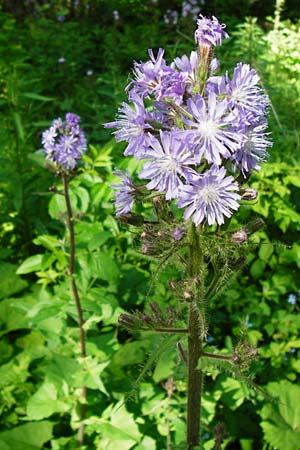 Cicerbita alpina \ Alpen-Milchlattich, Blaue Sau-Distel / Alpine Blue Sow-Thistle, D Zwiesel 9.6.2014