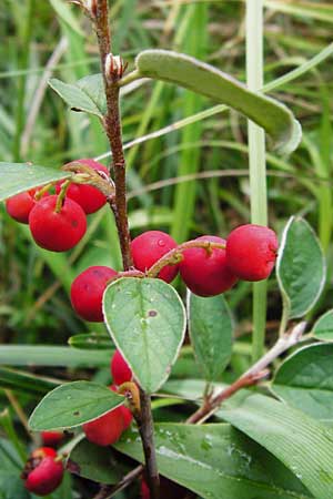 Cotoneaster integerrimus \ Gewhnliche Zwergmispel, D Fridingen 8.7.2014