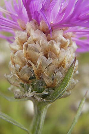 Centaurea pannonica \ stliche Schmalblttrige Flockenblume / Eastern Narrow-Leaved Brown Knapweed, D Eching 30.7.2011