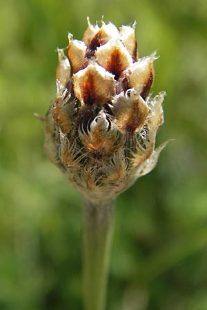 Centaurea jacea \ Wiesen-Flockenblume / Brown Knapweed, D Ketsch 21.7.2013