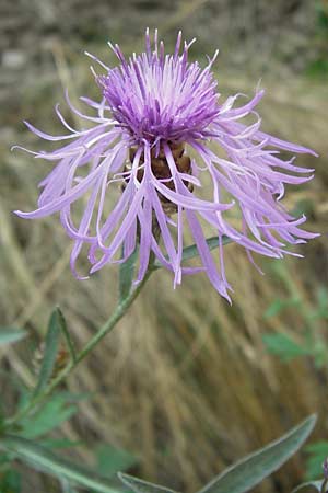 Centaurea pannonica \ stliche Schmalblttrige Flockenblume / Eastern Narrow-Leaved Brown Knapweed, D Thüringen Eisenach, Wartburg 5.8.2013