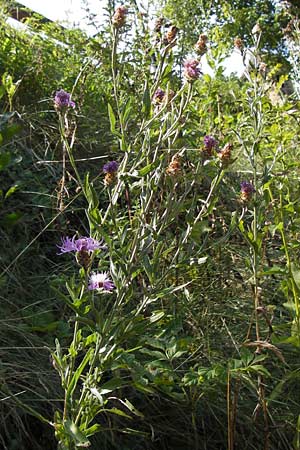 Centaurea pannonica / Eastern Narrow-Leaved Brown Knapweed, D Thüringen Eisenach, Wartburg 5.8.2013