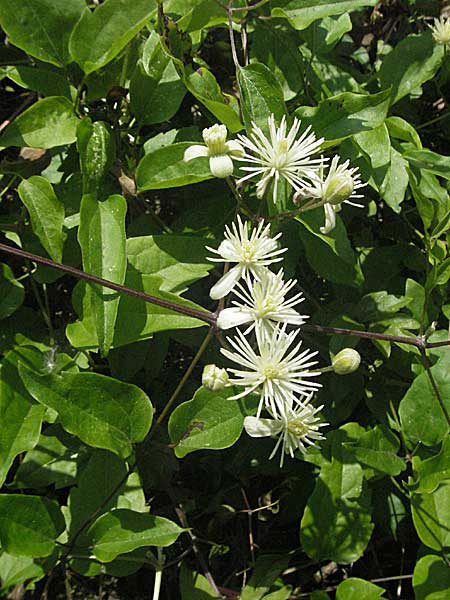 Clematis vitalba \ Gewhnliche Waldrebe, D Mannheim 18.6.2006