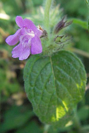 Clinopodium vulgare \ Wirbeldost, D Ladenburg 21.6.2006