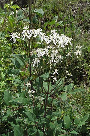 Clematis recta \ Aufrechte Waldrebe, D Karlstadt 16.6.2007