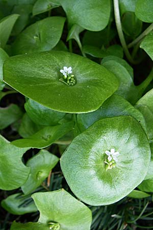 Claytonia perfoliata \ Gewhnliches Tellerkraut, Kuba-Spinat / Miner's Lettuce, D Oftersheim 12.4.2008