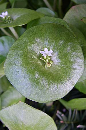 Claytonia perfoliata \ Gewhnliches Tellerkraut, Kuba-Spinat / Miner's Lettuce, D Oftersheim 12.4.2008