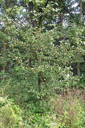 Crataegus laevigata ? \ Zweigriffeliger Weidorn / Midland Hawthorn, Woodland Hawthorn, D Pforzheim 30.7.2011