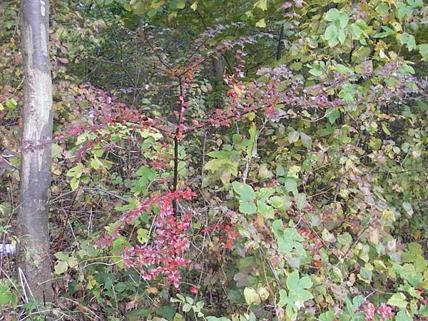 Cotoneaster divaricatus \ Sparrige Zwergmispel, Glnzende Zwergmispel, D Karlsruhe 29.10.2011