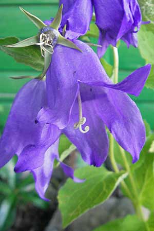 Campanula latifolia \ Breitblttrige Glockenblume / Giant Bellflower, D  23.6.2012