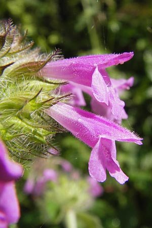 Clinopodium vulgare \ Wirbeldost, D Schwarzwald, Reichental 7.7.2012