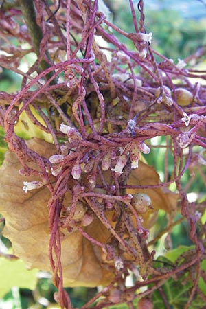 Cuscuta lupuliformis \ Weiden-Seide / Willow Dodder, D Frankfurt-Niederrad 19.9.2012