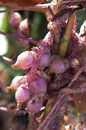 Cuscuta lupuliformis \ Weiden-Seide / Willow Dodder, D Frankfurt-Niederrad 19.9.2012