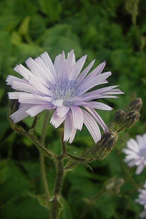 Cicerbita macrophylla \ Groblttriger Milchlattich / Common Blue Sow-Thistle, D Eppingen-Richen 5.7.2013