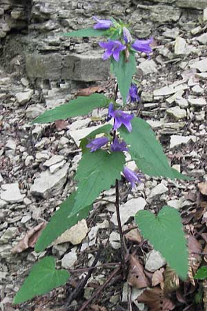 Campanula latifolia \ Breitblttrige Glockenblume / Giant Bellflower, D Wanfried 3.8.2013