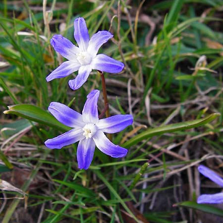 Scilla luciliae x siehei \ Hybrid-Sternhyazinthe / Hybrid Squill, D Ludwigshafen 12.3.2014