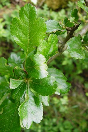 Crataegus laevigata \ Zweigriffeliger Weidorn / Midland Hawthorn, Woodland Hawthorn, D Gladenbach 26.4.2014