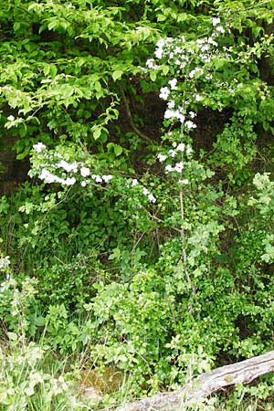 Crataegus laevigata \ Zweigriffeliger Weidorn / Midland Hawthorn, Woodland Hawthorn, D Gladenbach 26.4.2014