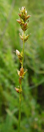 Carex polyphylla \ Unterbrochenhrige Segge, D Karlsruhe 28.5.2014