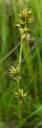 Carex polyphylla \ Unterbrochenhrige Segge, D Karlsruhe 28.5.2014