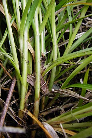 Carex polyphylla \ Unterbrochenhrige Segge / Berkeley Sedge, Grassland Sedge, D Karlsruhe 28.5.2014