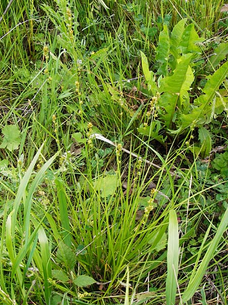 Carex polyphylla \ Unterbrochenhrige Segge, D Karlsruhe 28.5.2014