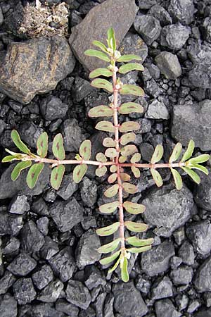 Chamaesyce maculata \ Gefleckte Wolfsmilch / Spotted Spurge, Spotted Sandmat, D Mannheim 19.7.2009