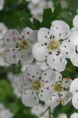 Crataegus monogyna \ Eingriffeliger Weidorn / Hawthorn, D Erding 6.5.2012