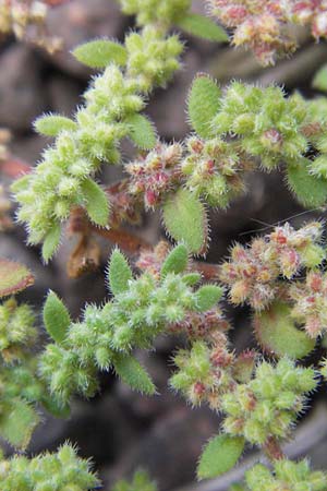 Herniaria hirsuta \ Behaartes Bruchkraut / Hairy Rupture-Wort, D Ludwigshafen 4.7.2012