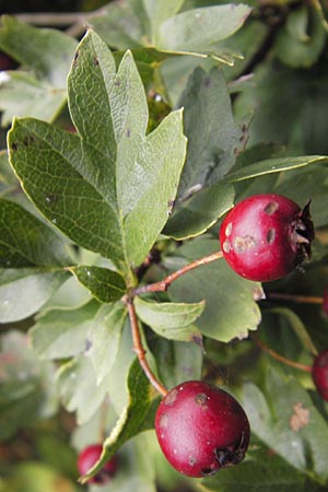 Crataegus monogyna \ Eingriffeliger Weidorn / Hawthorn, D Groß-Gerau 27.9.2012