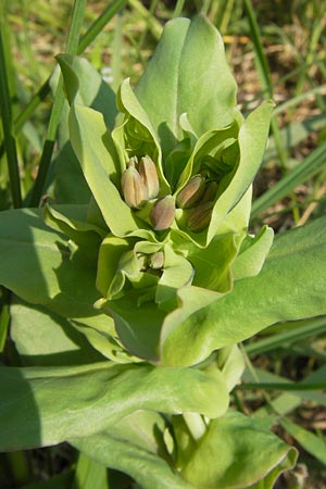 Cerinthe minor \ Kleine Wachsblume, D Ostheim vor der Rhön 5.5.2013