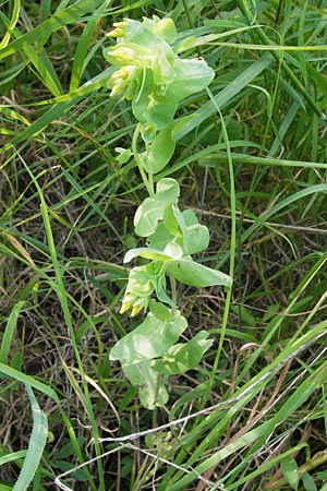 Cerinthe minor \ Kleine Wachsblume / Lesser Honeywort, D Ostheim vor der Rhön 7.6.2013