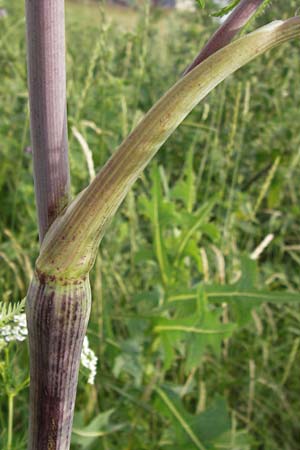 Conium maculatum \ Gefleckter Schierling, Flecken-Schierling, D Mannheim 20.6.2013