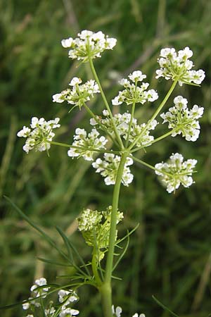 Conium maculatum \ Gefleckter Schierling, Flecken-Schierling, D Mannheim 20.6.2013