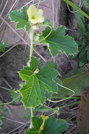 Cucumis melo / Musk Melon, D Mannheim 3.9.2013