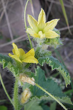 Cucumis melo \ Zucker-Melone, Honig-Melone / Musk Melon, D Mannheim 3.9.2013