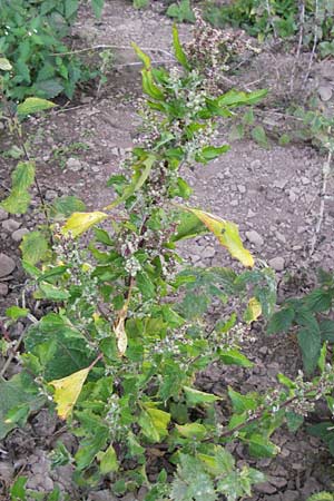 Chenopodium murale \ Mauer-Gnsefu / Nettle-Leaf Goosefoot, D Mannheim 25.9.2013