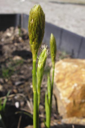 Carex michelii \ Micheli-Segge / Micheli Sedge, D Obernzell an der Donau 30.3.2014