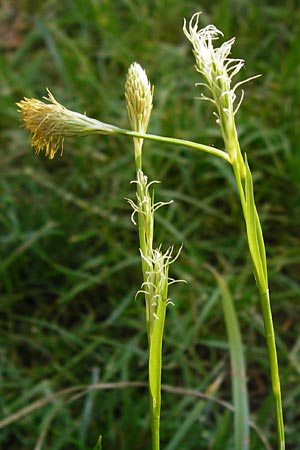 Carex michelii \ Micheli-Segge / Micheli Sedge, D Obernzell an der Donau 11.4.2014