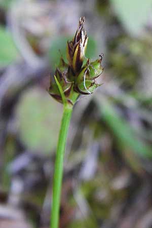 Carex montana \ Berg-Segge / Mountain Sedge, Soft-Leaved Sedge, D Zwiesel 9.6.2014