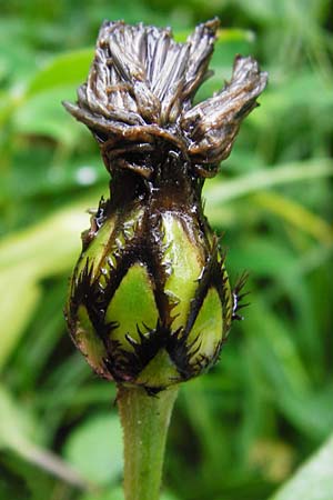 Centaurea montana \ Berg-Flockenblume, Berg-Kornblume, D Irndorfer Hardt 8.7.2014