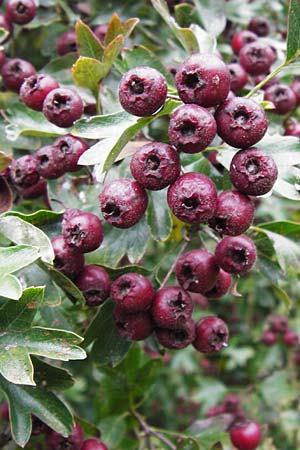 Crataegus monogyna \ Eingriffeliger Weidorn, D Bensheim 1.10.2014