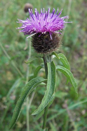 Centaurea nigra subsp. nemoralis / Common Knapweed, D Black-Forest, Moosalbtal 29.6.2006