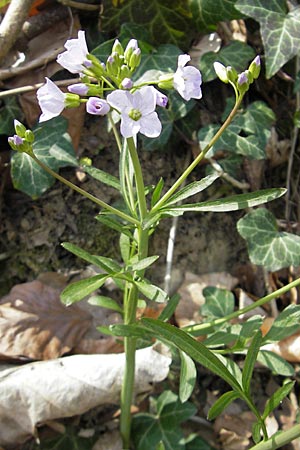 Cardamine pratensis var. nemorosa \ Wald-Wiesenschaumkraut / Wood Cuckooflower, D Neckarzimmern 11.4.2010