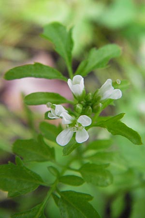 Cardamine flexuosa / Wavy Bitter-Cress, D Eberbach 21.7.2012