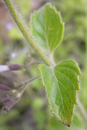 Clinopodium einseleanum \ sterreicher Bergminze / Einsele's Calamint, D Heidelberg 30.7.2012