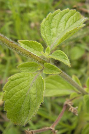 Clinopodium einseleanum \ sterreicher Bergminze / Einsele's Calamint, D Heidelberg 30.7.2012