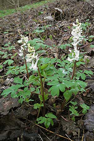 Corydalis cava \ Hohler Lerchensporn, D Mosbach 14.4.2006